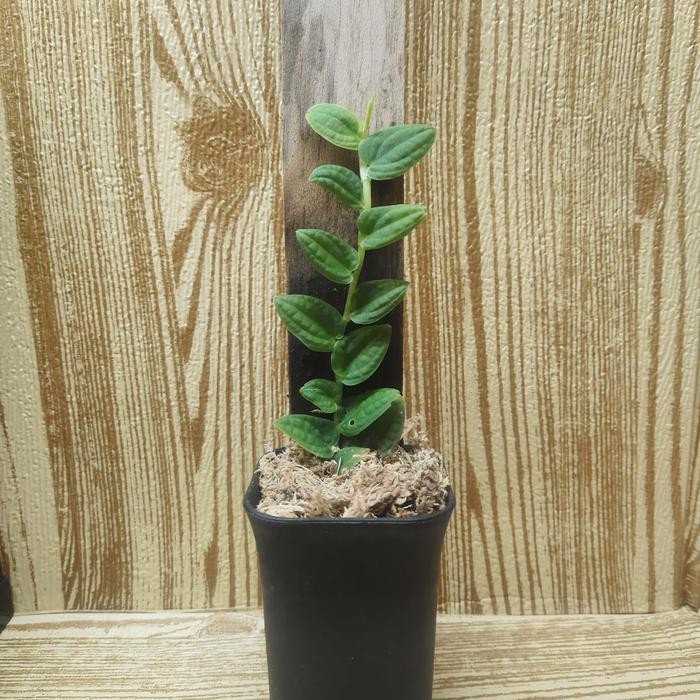 Piper Clypeatum , Tanaman Paludarium, Terrarium Vivarium New Best Quality 100% Original