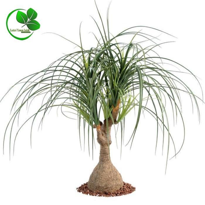 Tanaman Nolina Palm Pohon Nolina Tanaman Palem Nolina Terlaris Best Quality 100% Original