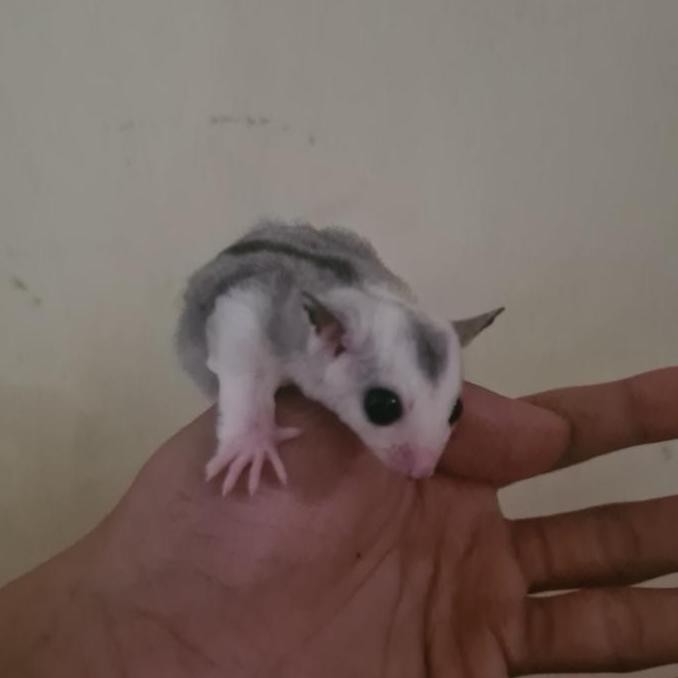 sugar glider joey mozaic