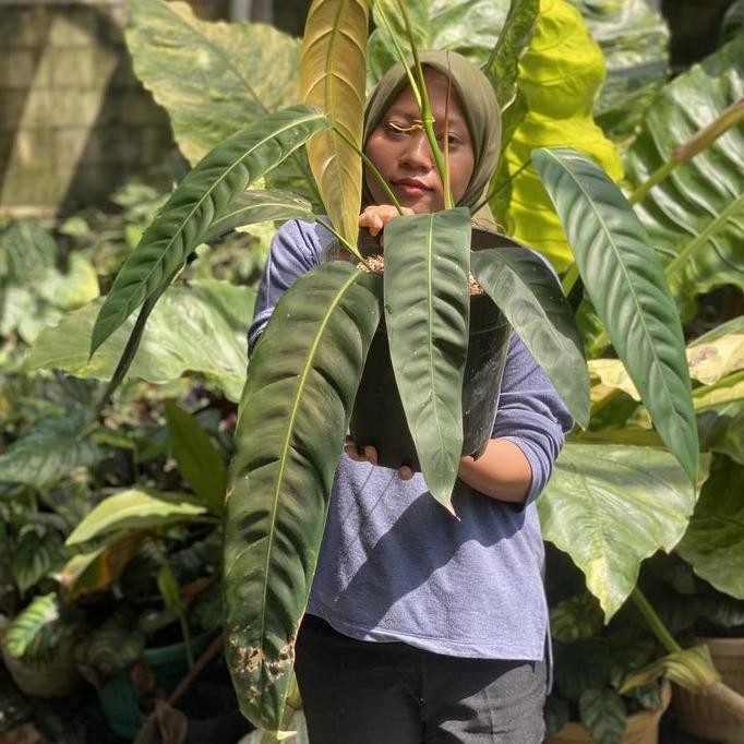 Philodendron Patriciae Ecuador