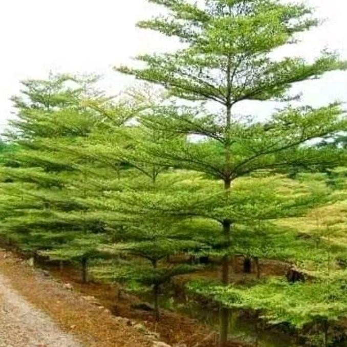 TERMURAH - Ketapang Kencana 2m free ongkirr