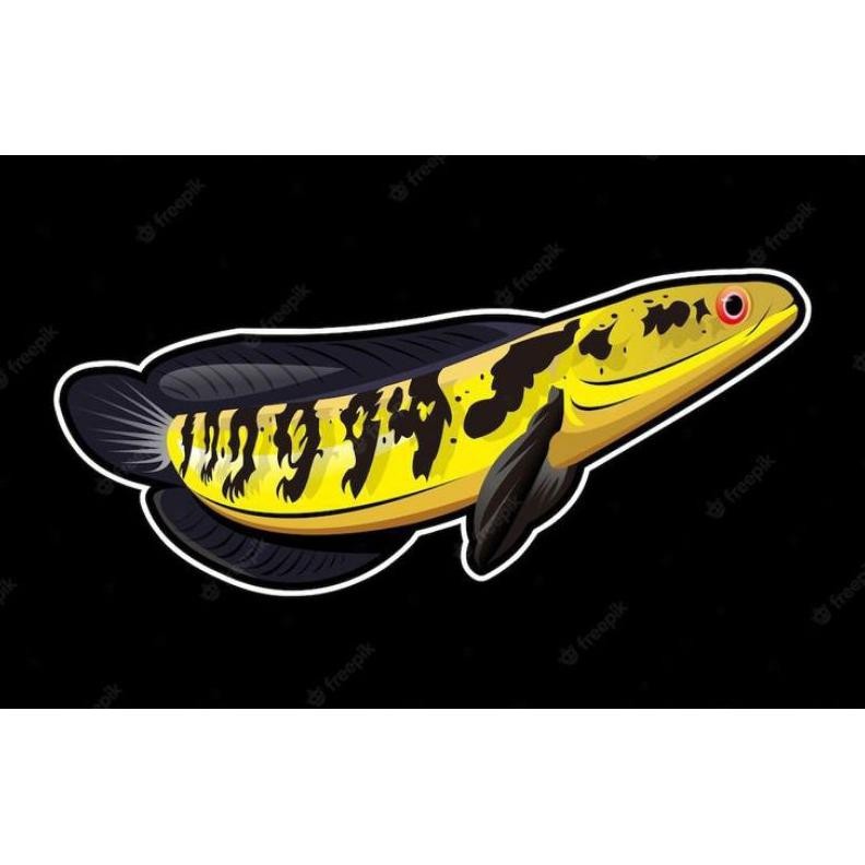 Channa Maru Yellow Sentarum, size 11-13cm , Bar tegas & Banyak, Calon batik DiM