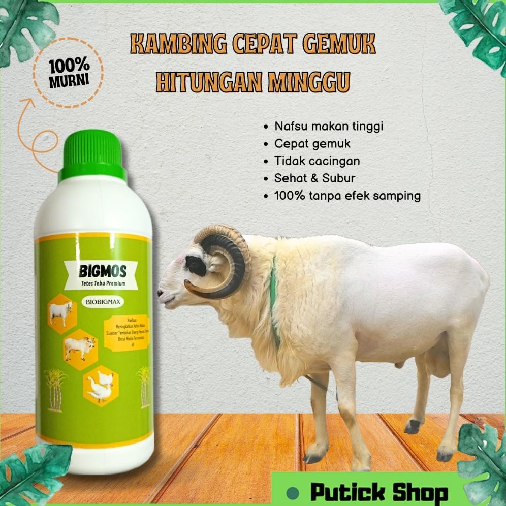 BIGMOS Vitamin Kambing Tetes Tebu Untuk Ternak Obat Nafsu Makan Kambing Obat Cacing Kambing Sapi DiM
