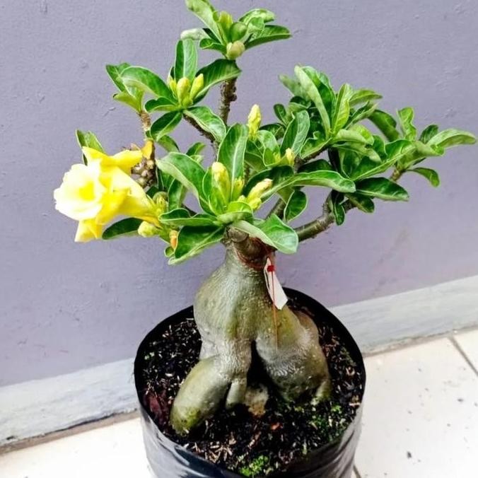 TERMURAH - tanaman kamboja tumpuk / kamboja jepang bunga tumpuk