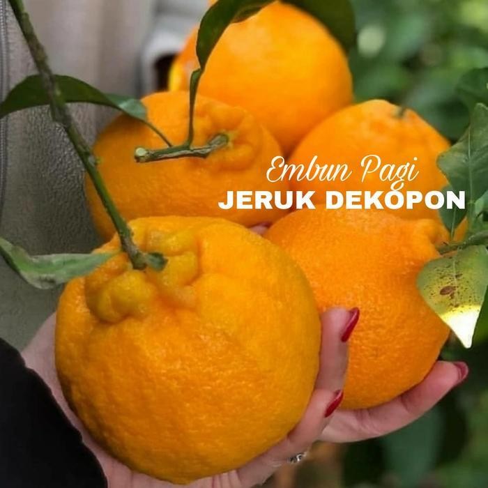 

Bibit Jeruk Dekopon Manis Non Biji Dari Okulasi Cepat Berbuah Original Dan Terpercaya