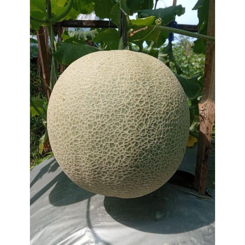 Benih Melon F1 Delon 65 (+-400Biji) - Benih Unggul Siap Tanam