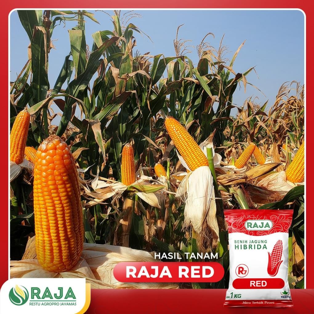 Benih Jagung Raja R7 Red - 1Kg - Benih Unggul Siap Tanam