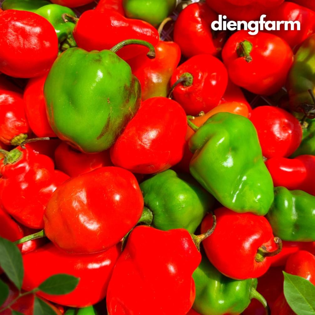 

Nikmati Cabai Gendot Dieng Merah Dan Hijau 500 Gram