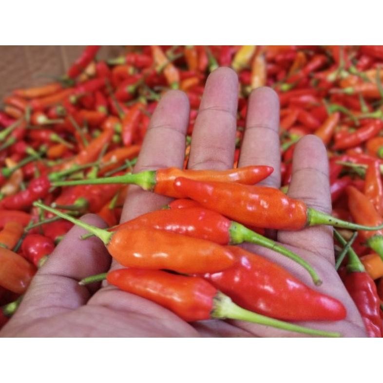 

Fungsi Cabe Rawit Merah Ori / Cabai Rawit Merah 500 Gr Super