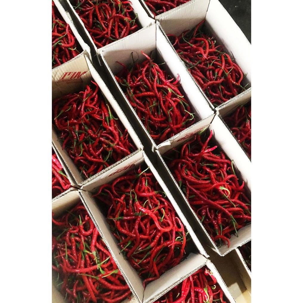

Premium Terbaik Cabe/Cabai Merah Keriting 1 Kg Segar Asli Blitar