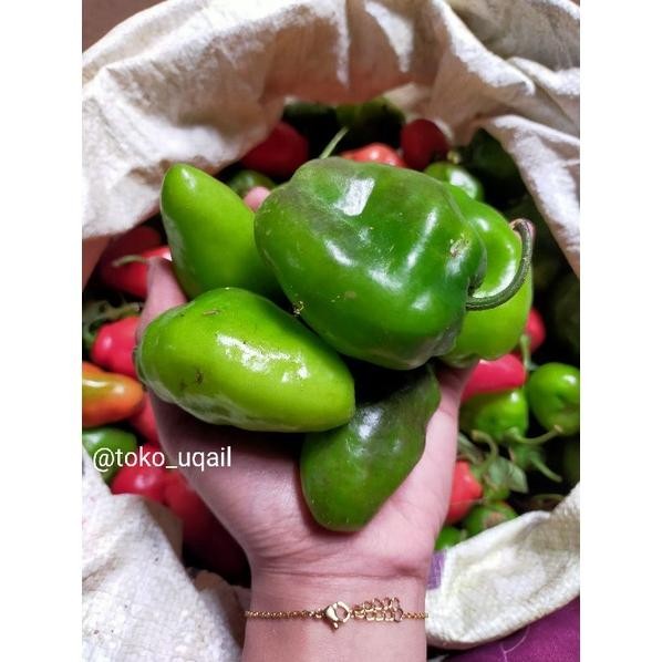 

Buktikan Cabai Gendot Asli Dieng ( Promo Harga Termurah) Berat 1 Kg