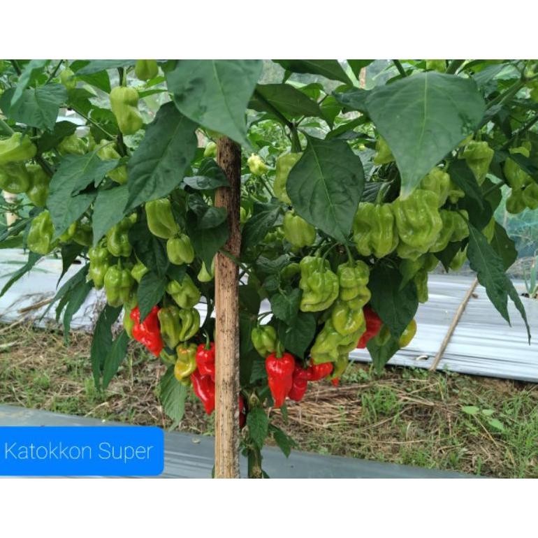 

Diskon Biji Cabe Katokkon Super / Cabe Toraja Super Isi 20 Butir