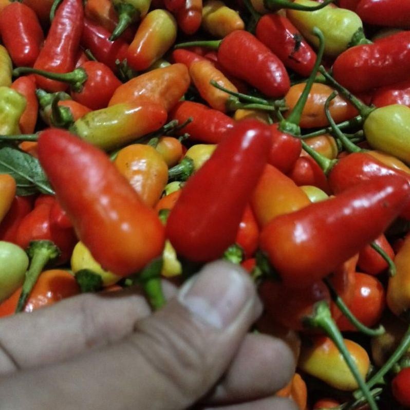 

Bisa Disesuaikan Cabe Rawit Fresh 1-Kg Lato-Lato