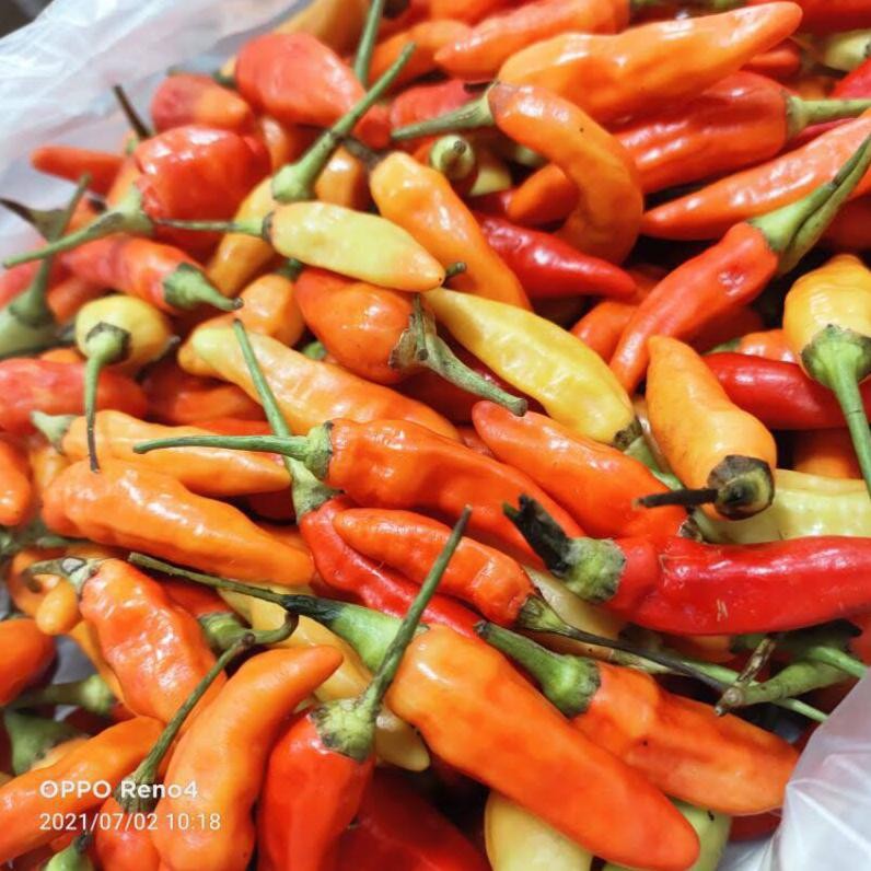 

Terbaru Cabe Rawit Merah Ori Fresh | Lombok Rawit Merah Ori Fresh 1Kg