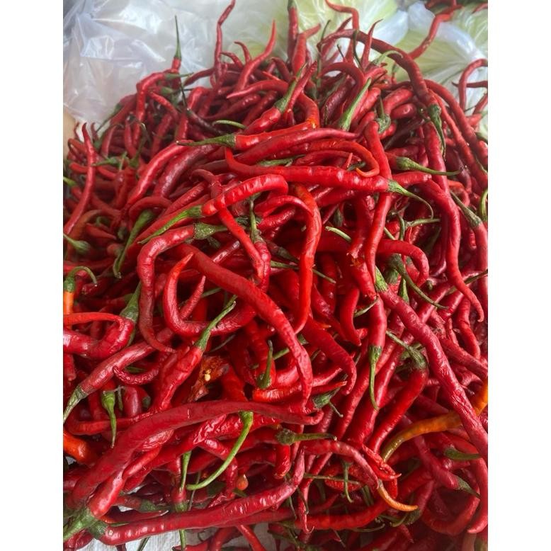

Tersedia Sekarang Cabe Merah Kriting 1 Kg Murah Meriah