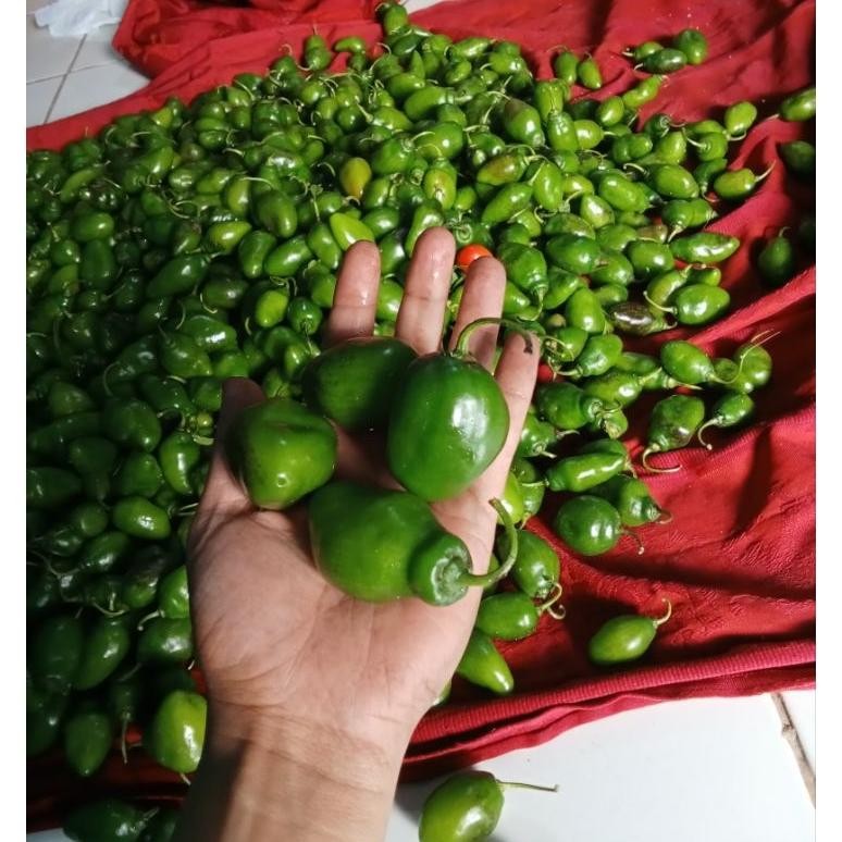

Mudah Digunakan Cabe Gendot Bandung Segar Dan Super Pedas 1000Gr