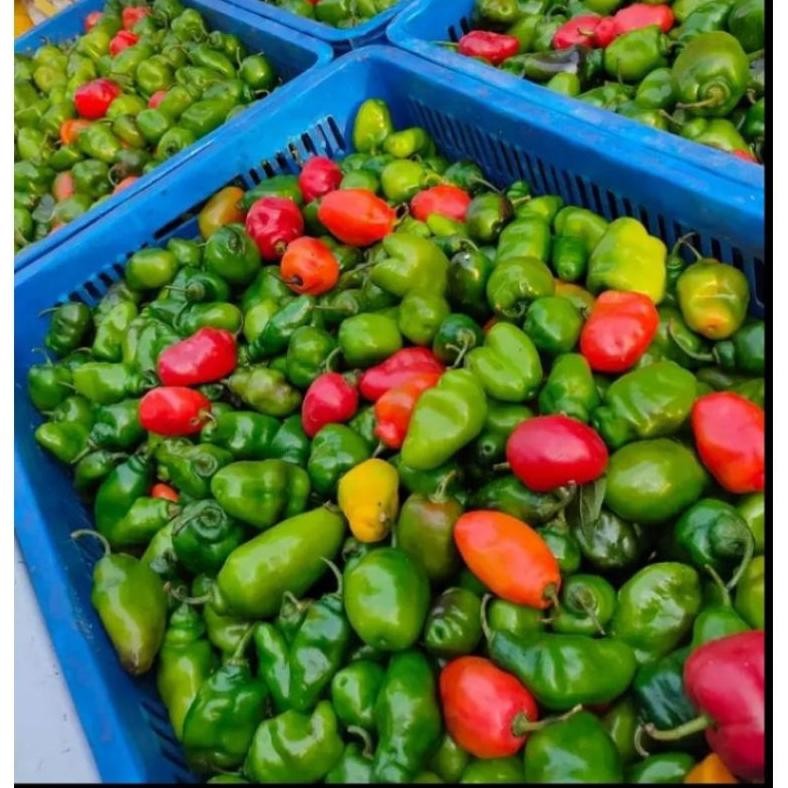 

Garansi Cabe Gendot Segar 500 Gram - Fresh Organik