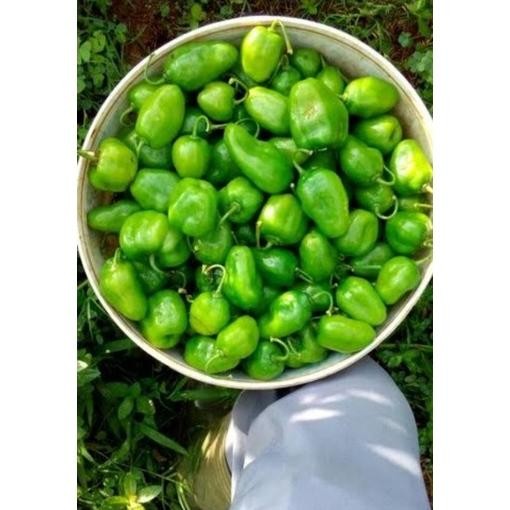 

Simplicity Cabe Gendot Bandung Segar Dan Super Pedas 1000Gr