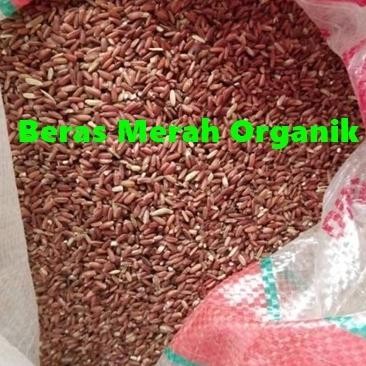 

Terlaris Beras Merah 25Kg Organik Tinggi Serat Low Carbo Bisa Jadi Pakan Ternak