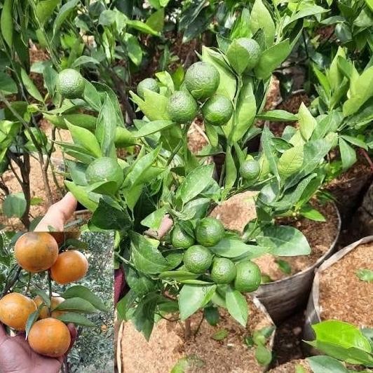 

TERMURAH BIBIT JERUK SIAM MADU SUDAH BERBUAH BUAH SUPER MANIS SIAP TANAM