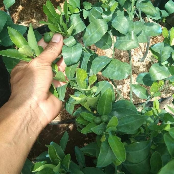 

TERMURAH BIBIT JERUK SANTANG MADU BERBUAH LEBAT TANAMAN BUAH UNGGUL CEPAT PANEN