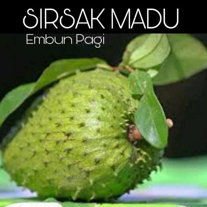 

TERMURAH BIBIT TANAMAN SIRSAK JUMBO MADU - TINGGI 1 METER DARI STEK OKULASI