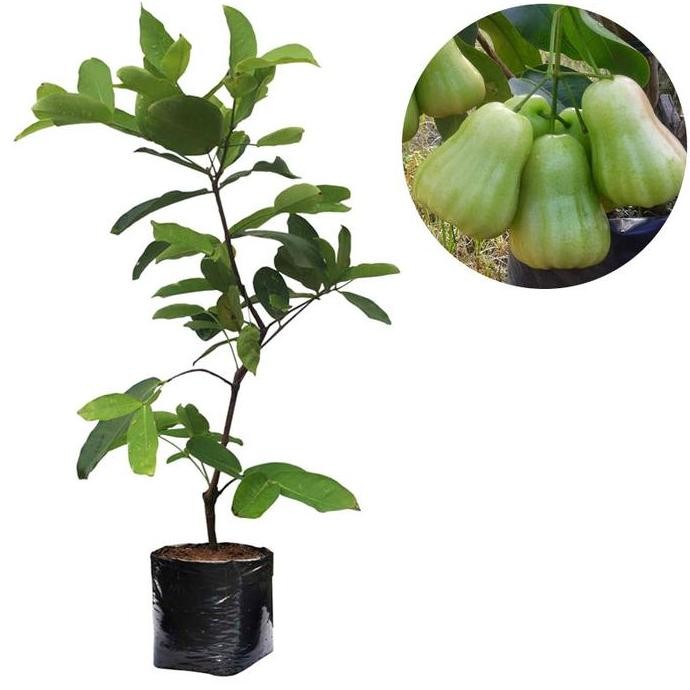 

TERMURAH BIBIT JAMBU AIR MADU DELI 40CM - SIAP TANAM, BUAH MANIS & LEBAT