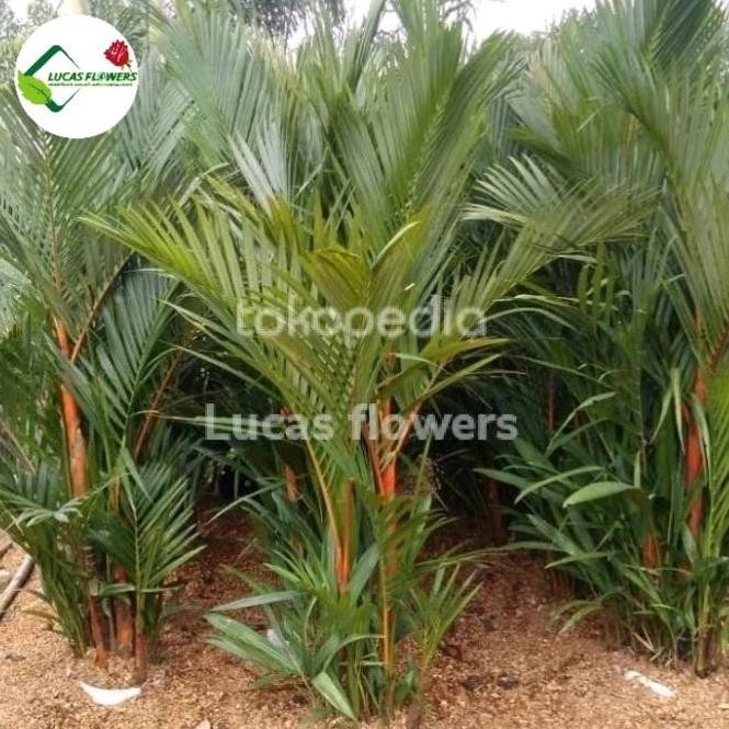 Terlaris Pohon Palem Merah 2Meter Daun Ready Stok