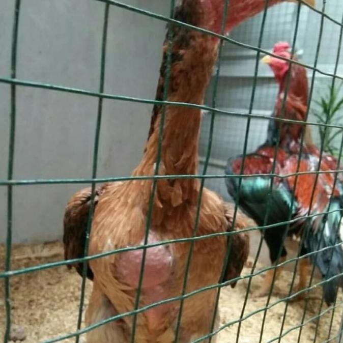 

TELUR AYAM SHAMO FERTIL SIAP TETAS