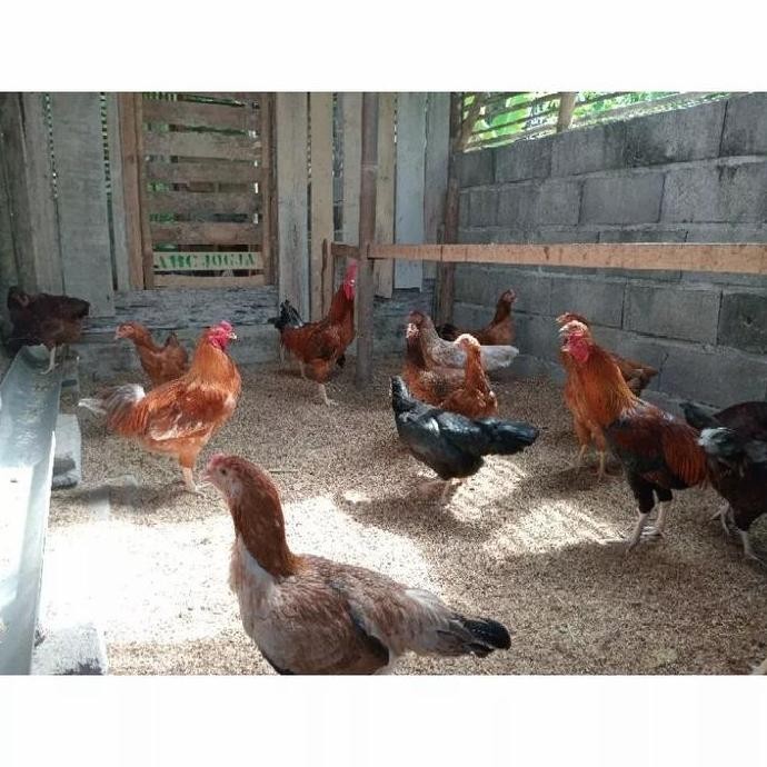 

TELUR TETAS KUB 2 JANAKAN KAKI KUNING