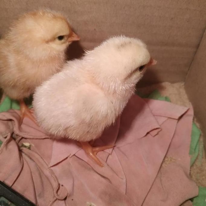 

TELUR TETAS MERAWANG YUDISTIRA AYAM DWIGUNA RAS PEDAGING PETELUR BERKUALITAS FRESH SIAP DITETASKAN