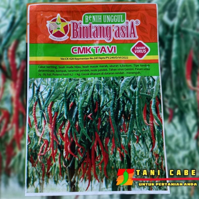 BENIH CABE KERITING CMK TAVI TAHAN VIRUS~10 GRAM
