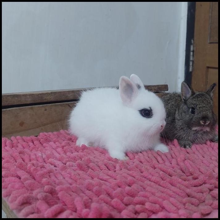 kelinci mini nd putih