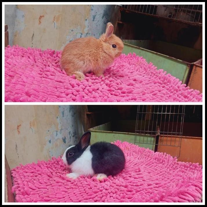 paket kelinci dan perlengkapan