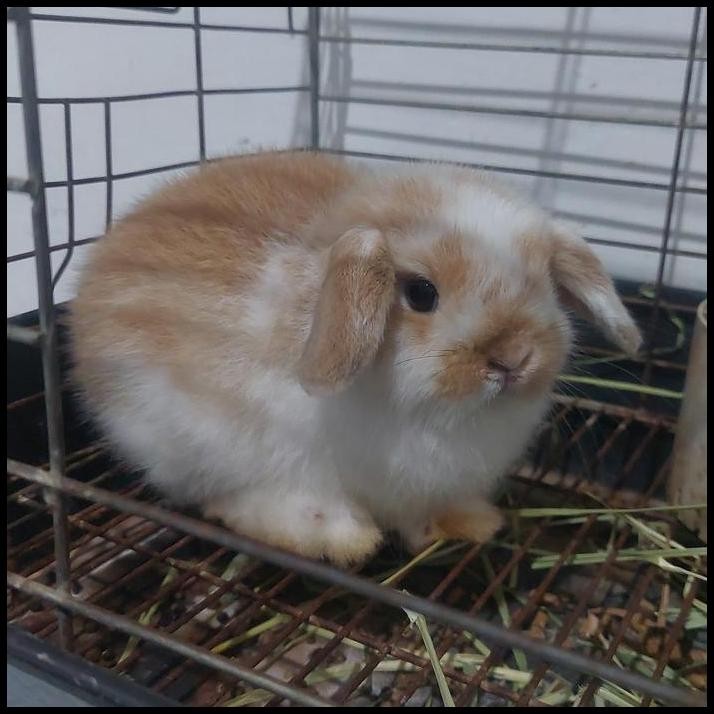 paket kelinci 1holand lop 3dutch panda