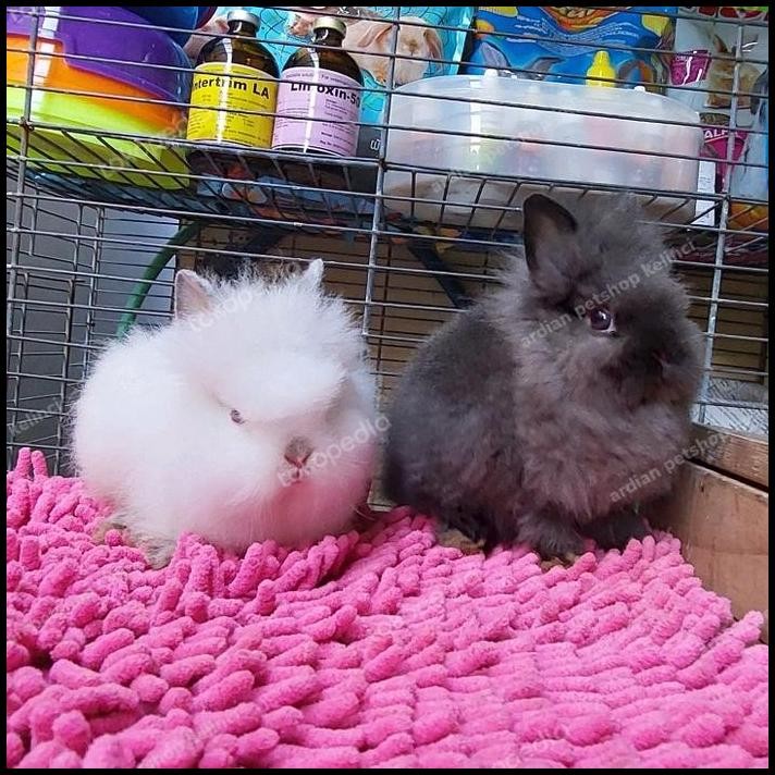 kelinci anakan lion head