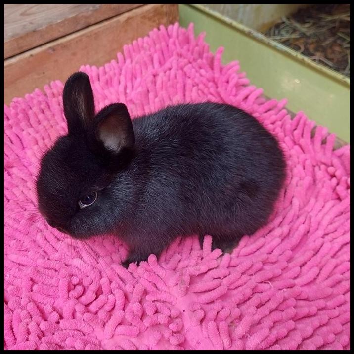 kelinci mini nd black solid