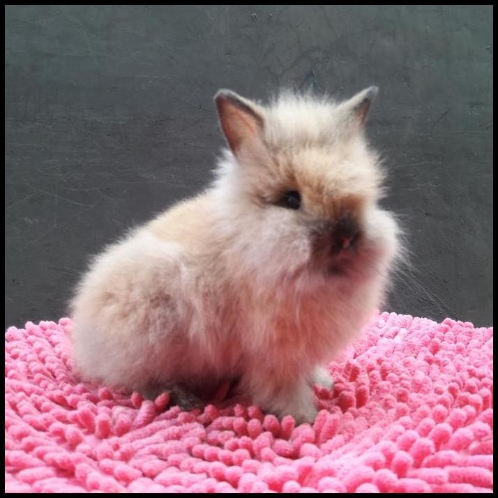 kelinci lion head sepasang