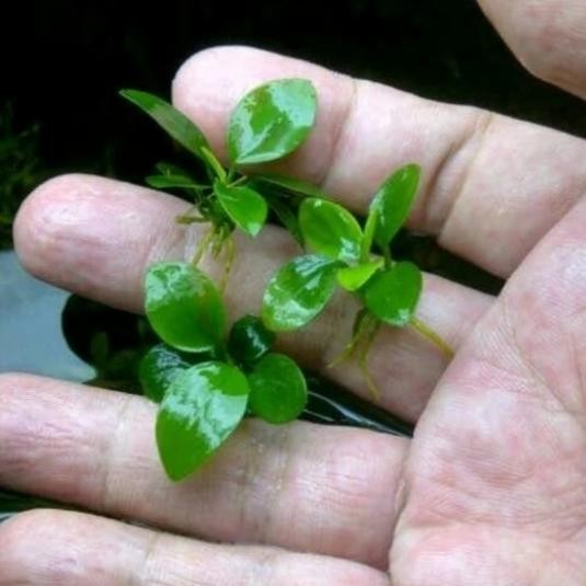 Anubias Nana Mini Full Daun Air Tanaman Aquascape
