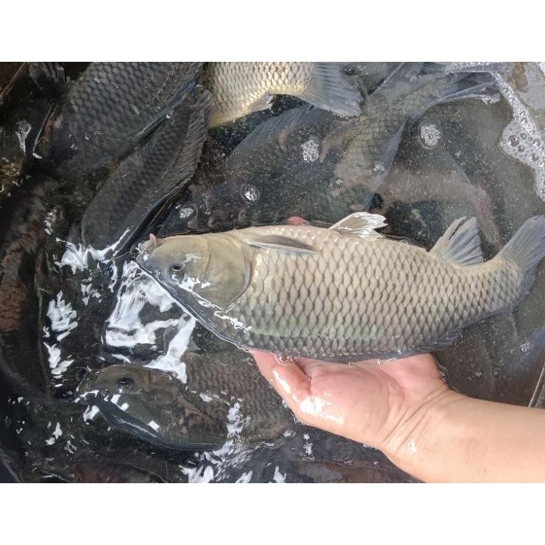 

IKAN MAS 1 KG ISI 2- 3 EKOR