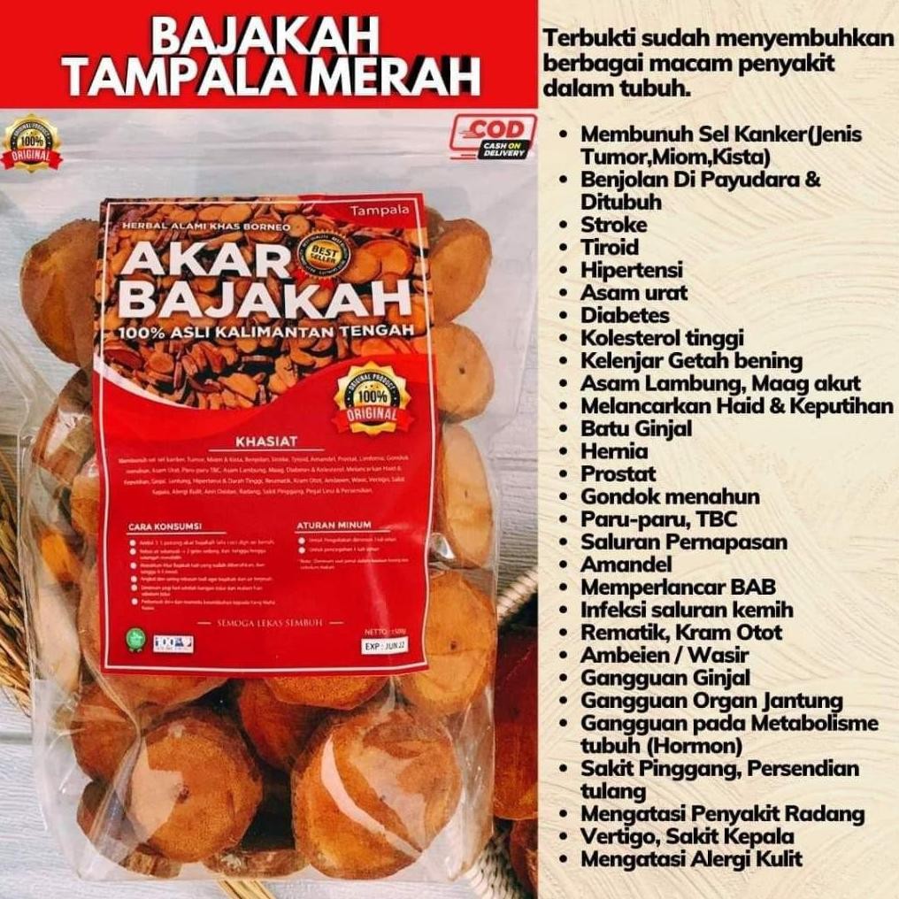 

Akar Kayu BAJAKAH TAMPALA MERAH 250gr Siap Seduh Obat Tumor, Kanker, kista Asli Kalimantan Nugi