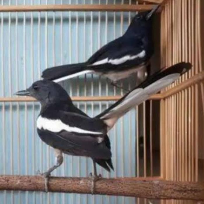 burung kacer sepasang