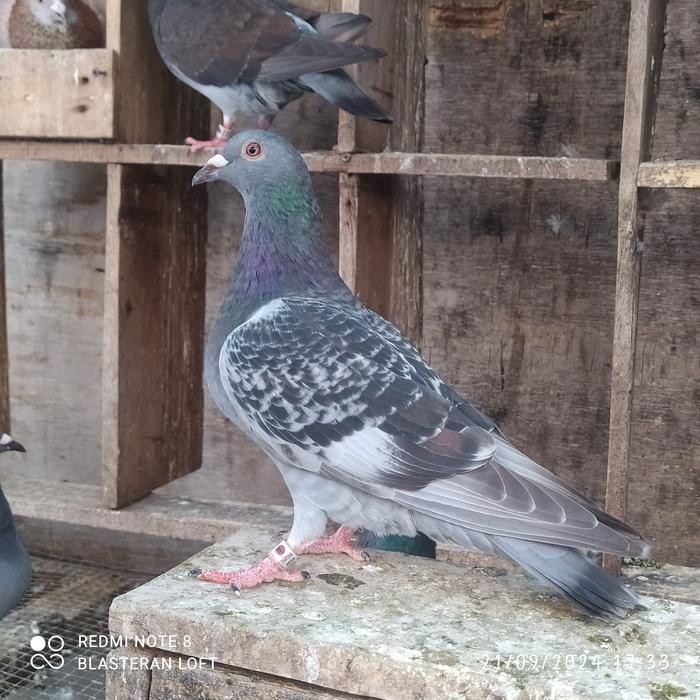 Merpati Pos Racing Pigeon (Dewasa)