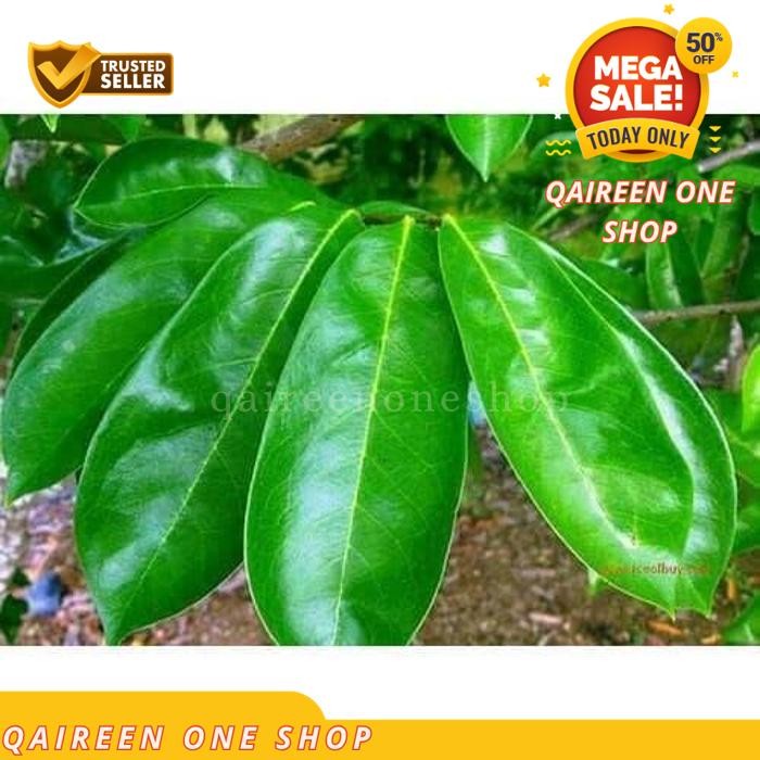 

SIRSAK SEGAR DAN AMAN DIJAMIN DIKONSUMSI ( BEBAS PEPTISIDA DAUN QAIREEN ONE SHOP