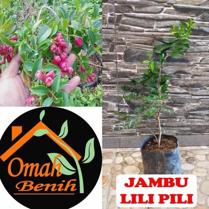 BIBIT TANAMAN JAMBU AIR LILI PILI / LILY PILY / LILLY PILLY TERRLARIS
