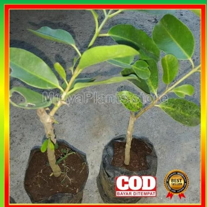 Terlaris Bibit Tanaman Juwet manis buah juwet super juwet murah kaya