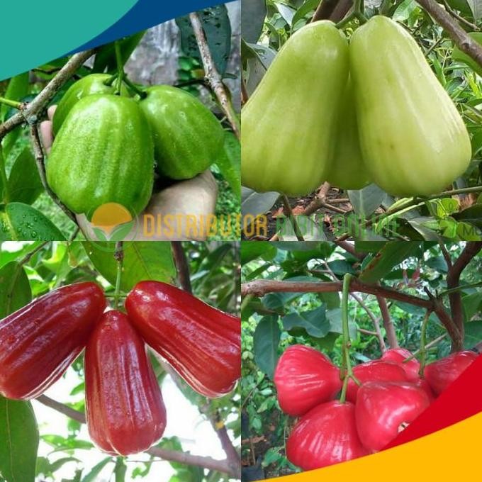 Paket isi 4 bibit jambu air ( kiojok, TSG, red taiwan, kusuma merah )