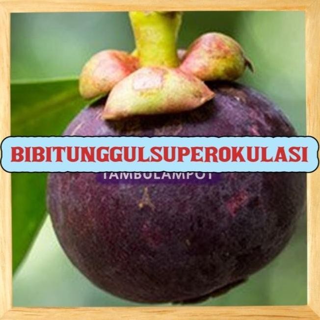 Terlaris Bibit Tanaman Buah manggis Okulasi Stek Cangkok Unggul