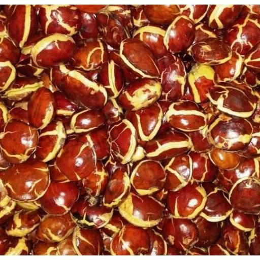 

jengkol tua mentah kualitas super kemasan 500 gram Nugi