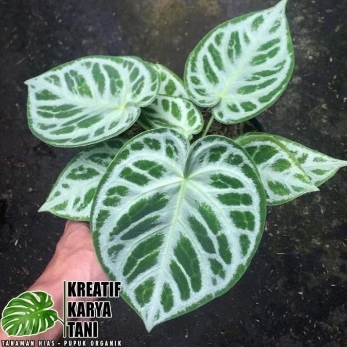 Anthurium Dorayaki Silver Blush - Dorayaki Silver Blush